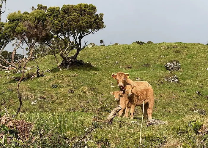 Hébergement de vacances Casa Duas Ribeiras