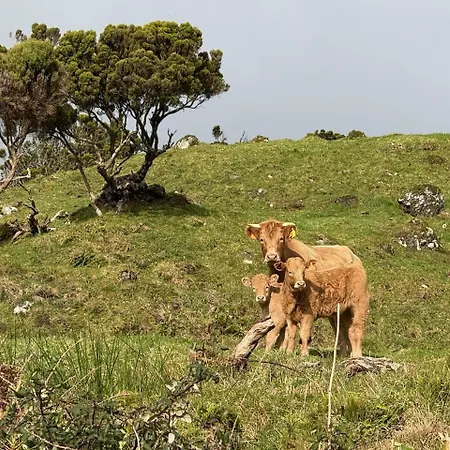 Semesterbostad Casa Duas Ribeiras